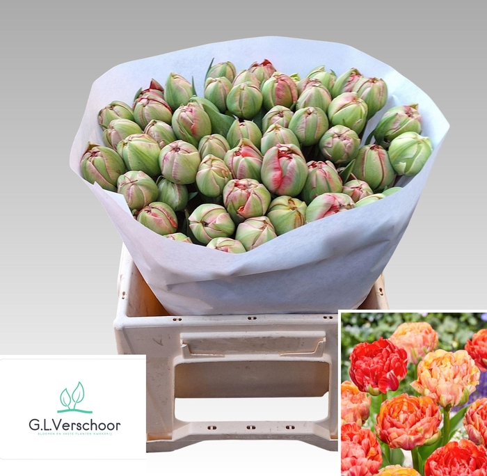 <h4>TU DU GUDOSHNIK DOUB</h4>