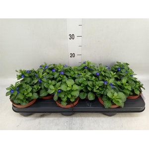 Lobelia erin. 'LagunTrail Dk Blue'