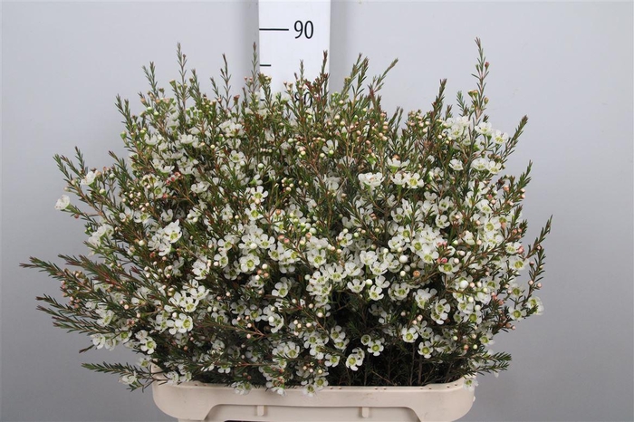 <h4>Chame Me Sirius</h4>