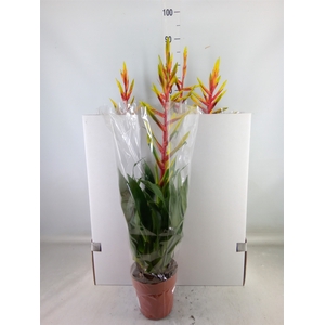 Tillandsia  'Luminosa'