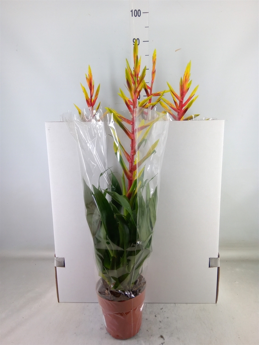 <h4>Tillandsia  'Luminosa'</h4>
