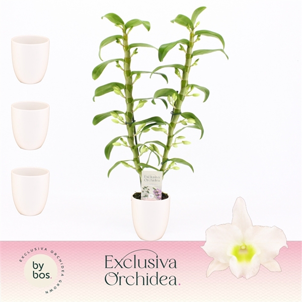 <h4>Dendrobium Nobilé, Apollon 2-spike in Lotte White 'Exclusiva Orchidea'</h4>