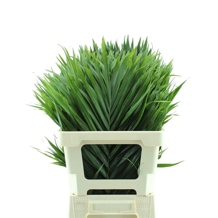 <h4>Catpalm Orca</h4>