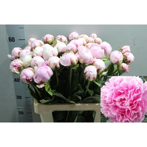 PAEO L SARA BERNHARD