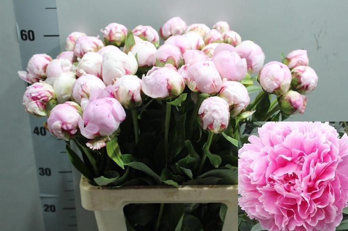 <h4>PAEO L SARA BERNHARD</h4>