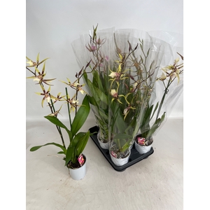 BRASSIA SUMMER DREAM