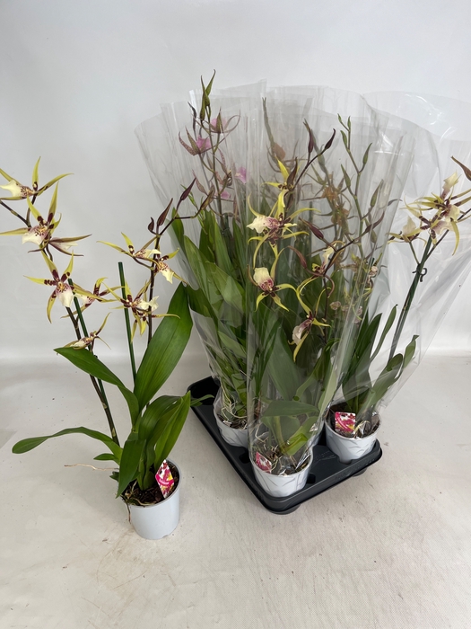 <h4>BRASSIA SUMMER DREAM</h4>