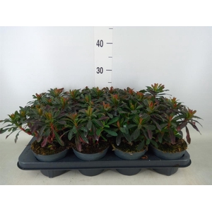 Euphorbia amygdaloides 'Purpurea'