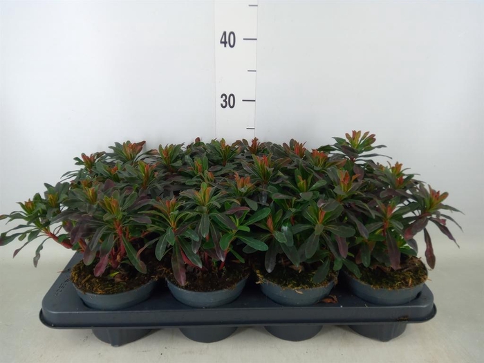 <h4>Euphorbia amygdaloides 'Purpurea'</h4>