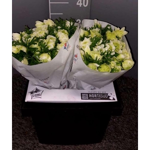 Anem Levante Divers Bianco