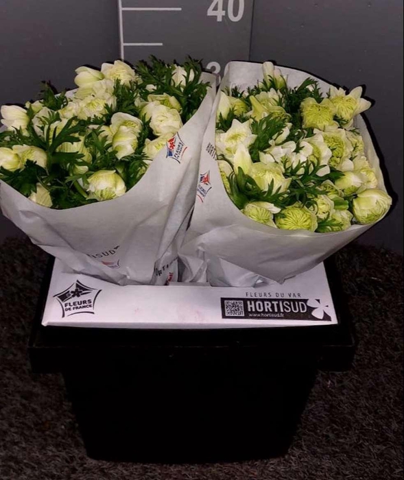 <h4>Anem Levante Divers Bianco</h4>