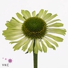 Echinacea Green Jewel