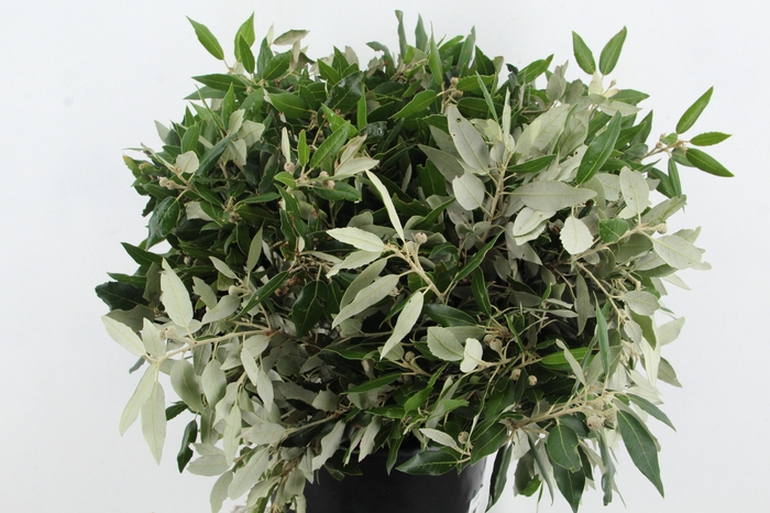 <h4>STEENEIK 300GR</h4>