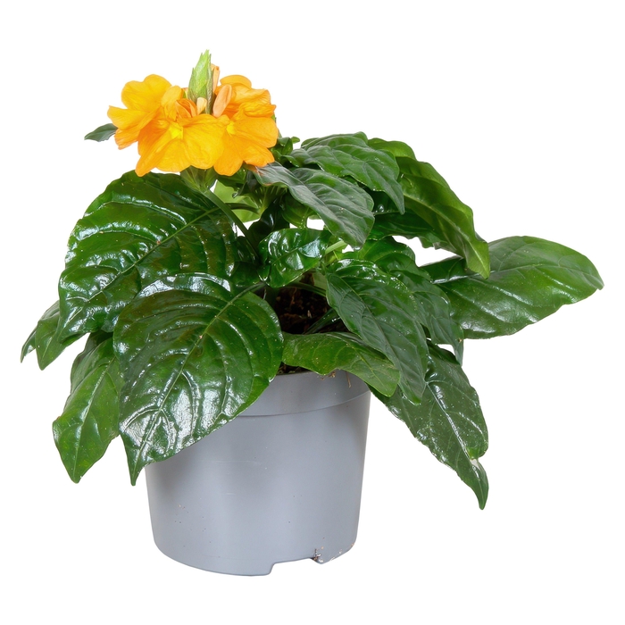 <h4>Crossandra Fortuna 9 cm</h4>