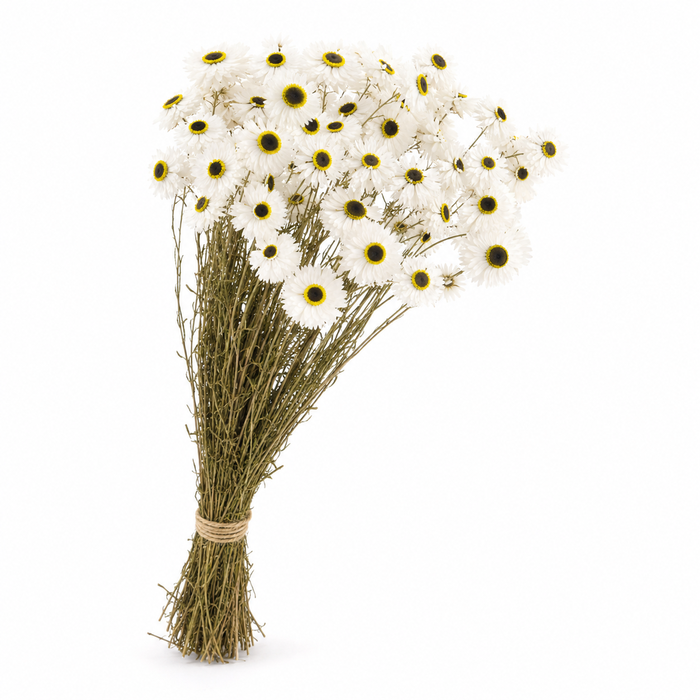 <h4>Dried Acroclinium Natural White</h4>