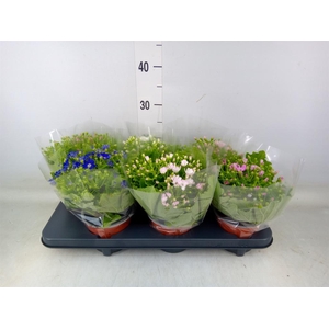 Pericallis cr. 'Venezia'   ...mix