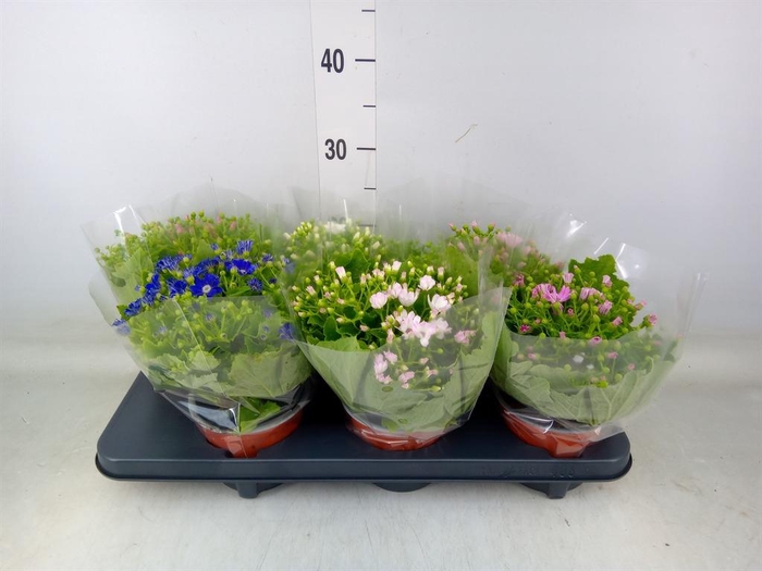 <h4>Pericallis cr. 'Venezia'   ...mix</h4>