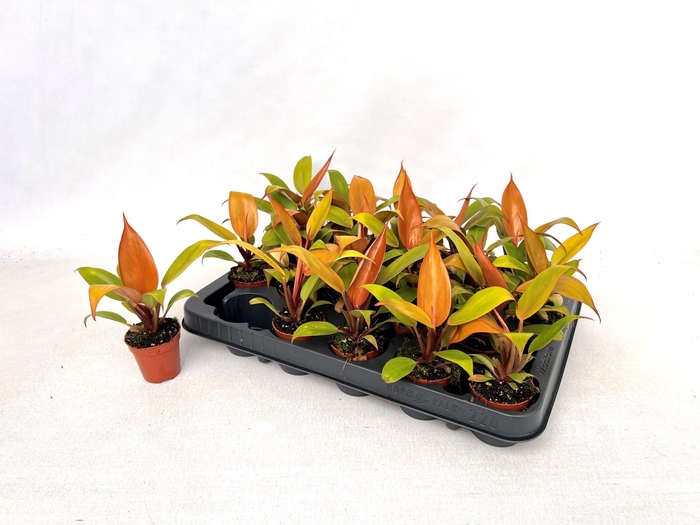 <h4>PHIL PRIN OF ORANGE</h4>