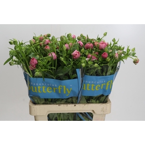 Ranunculus Butterfly Hera