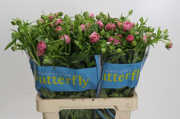 Ranunculus Butterfly Hera