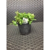 Mentha piperita