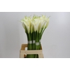 Zantedeschia Eydolls White