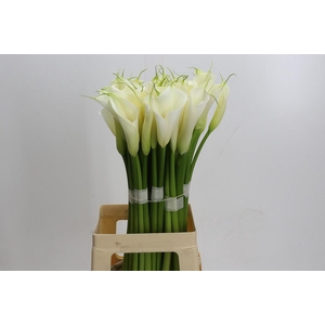 Zantedeschia Eydolls White