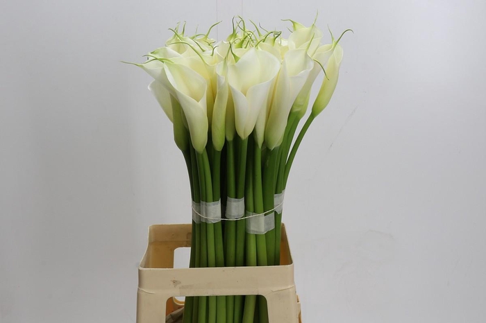 <h4>Zantedeschia Eydolls White</h4>