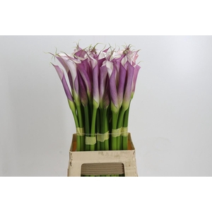 Zantedeschia Eydolls Purple White