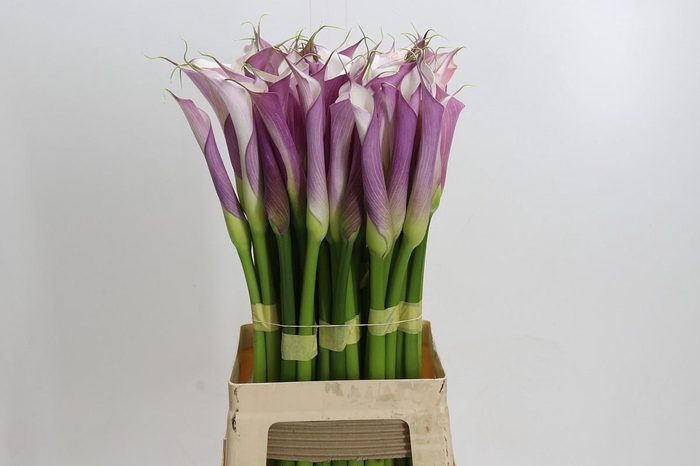 Zantedeschia Eydolls Purple White