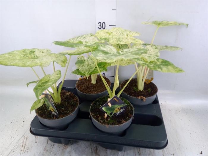 <h4>Alocasia ...</h4>