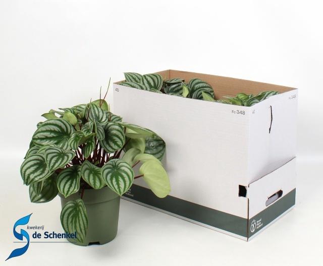 <h4>PEP ARGYREIA</h4>