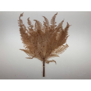 Pres Bracken Fern Brown 10pcs Bunch