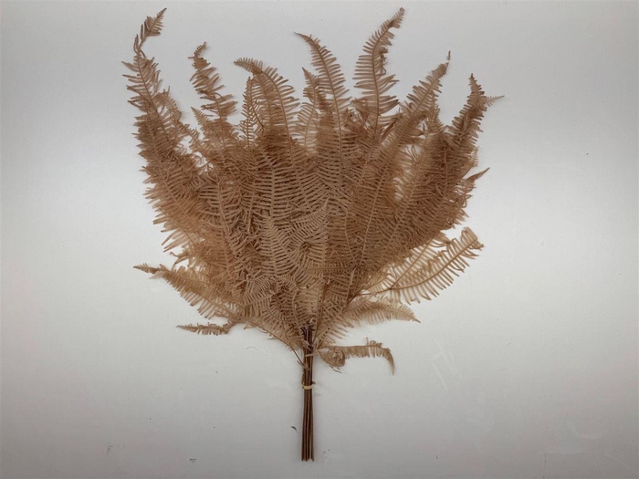 <h4>Pres Bracken Fern Brown 10pcs Bunch</h4>