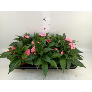 Impatiens NG 'ColPow Purple Flame'