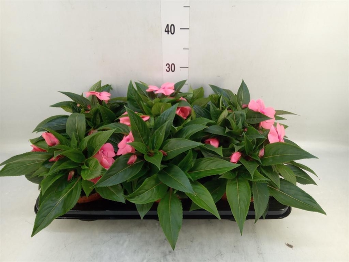 <h4>Impatiens NG 'ColPow Purple Flame'</h4>