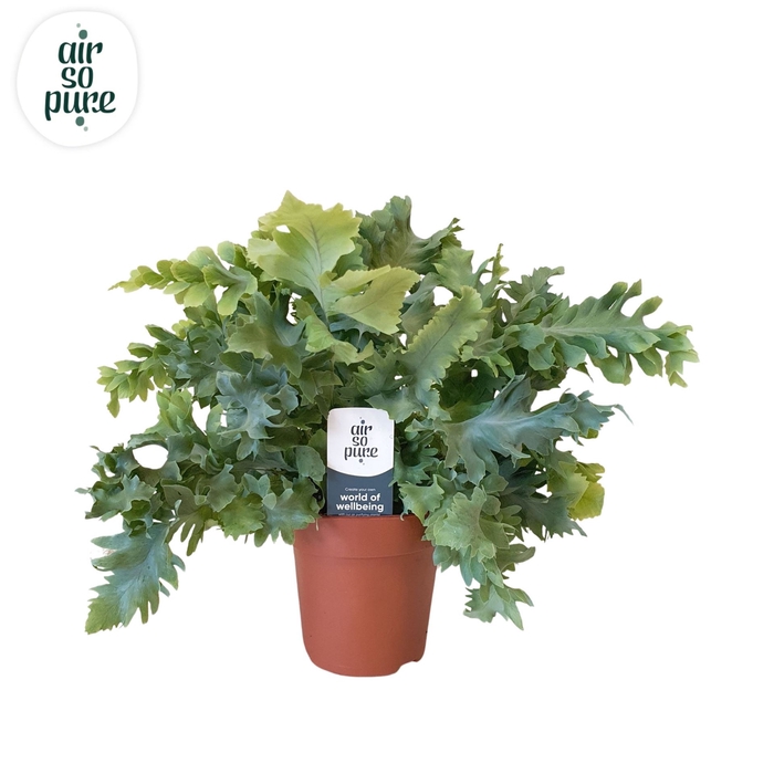 <h4>Phlebodium aureum 'Davana'</h4>