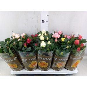 Rosa  'Beau Monde'   ...mix