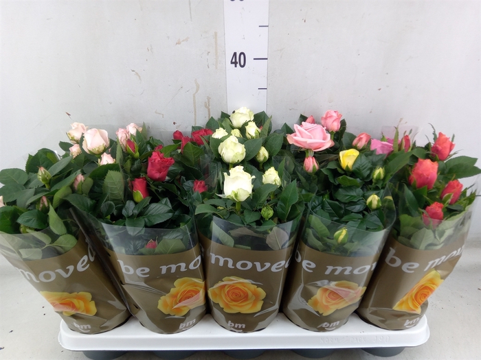 <h4>Rosa  'Beau Monde'   ...mix</h4>