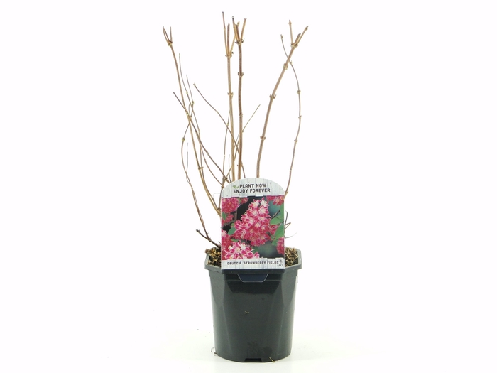 <h4>Deutzia hyb. Strawberry Fields C2</h4>