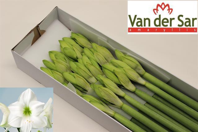 <h4>HIPP GA CASABLANCA</h4>