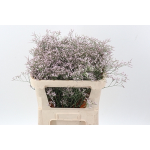 Lim Tall Pink Emille