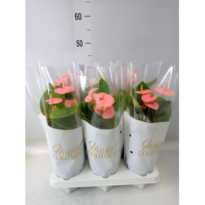 Anthurium andr. 'Spirit'