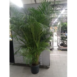 Dypsis lutescens   ...Chrysalidoca