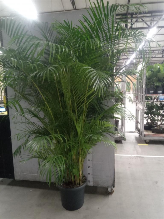 <h4>Dypsis lutescens   ...Chrysalidoca</h4>