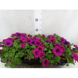 Petunia  'Sunpleasure Purple'
