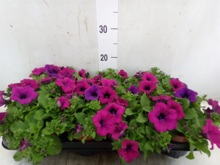 <h4>Petunia  'Sunpleasure Purple'</h4>