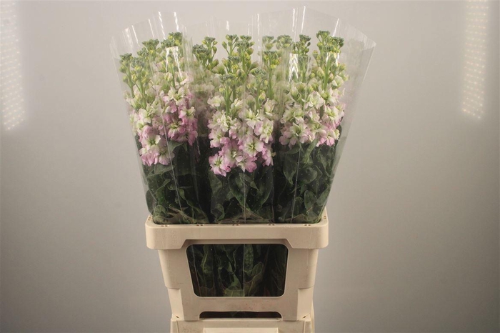 <h4>MATTH STOX SILVER</h4>