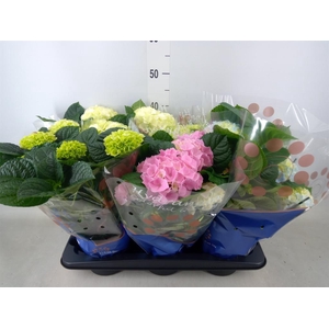 Hydrangea mac.   ...mix