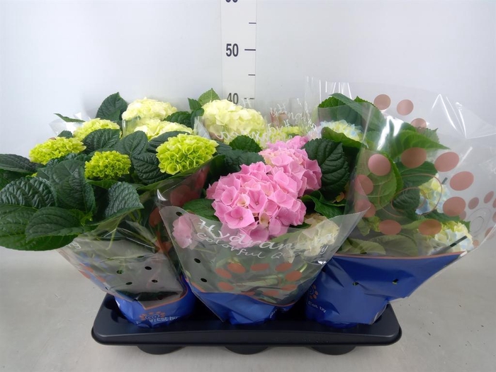 <h4>Hydrangea mac.   ...mix</h4>